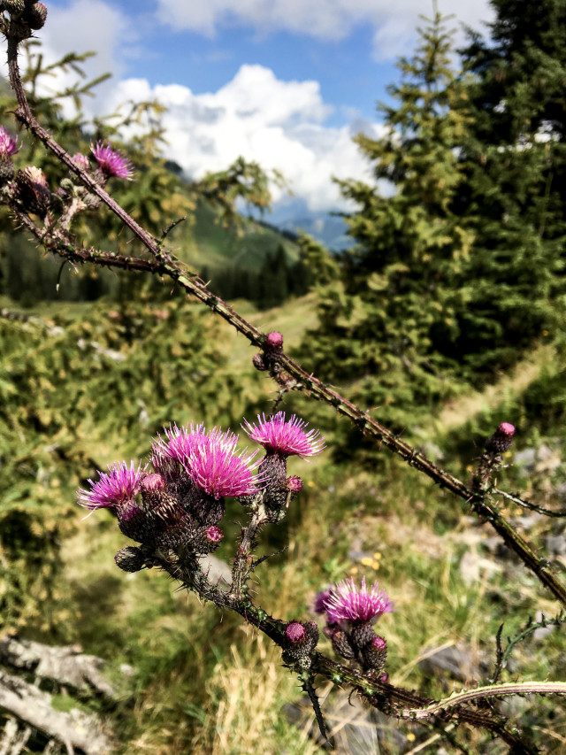 WieserAlm, Hinterglemm | Bikinis & Passports