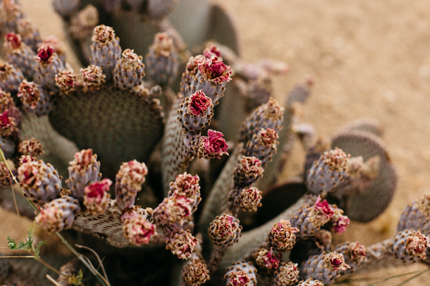 Joshua Tree National Park Outfit | Bikinis & Passports