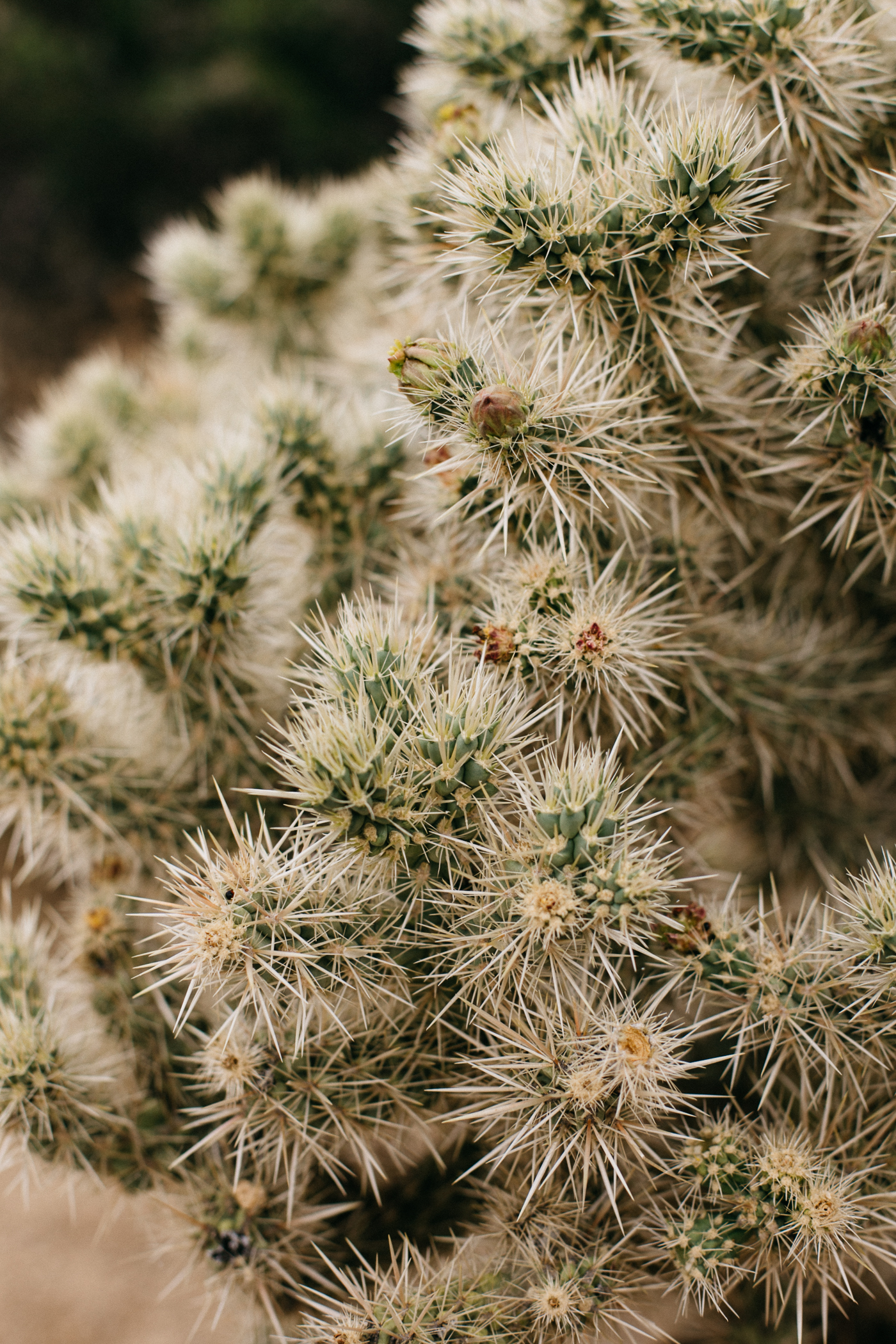 Joshua Tree National Park Outfit | Bikinis & Passports